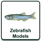 zebrafishmodels
